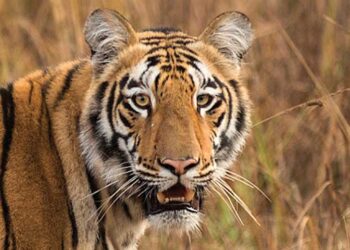 മ​ല​പ്പു​റം കാ​ളി​കാ​വി​ലെ ന​ര​ഭോ​ജി ക​ടു​വ​യെ പി​ടി​ക്കാ​ന്‍ അ​ന്പ​തം​ഗ സ്പെ​ഷ​ൽ ടീം; ​കു​ങ്കി​യാ​ന​ക​ളെ സ്ഥ​ല​ത്തെ​ത്തി​ച്ചു