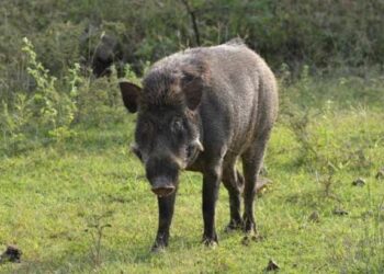 സ്‌കൂട്ടറിന് കുറുകെ ചാടി കാട്ടുപന്നിയുടെ ആക്രമണം, യുവതിക്ക് പരിക്ക്