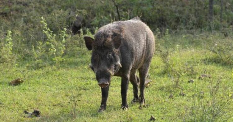 സ്കൂട്ടറിന് കുറുകെ ചാടി കാട്ടുപന്നിയുടെ ആക്രമണം, യുവതിക്ക് പരിക്ക്