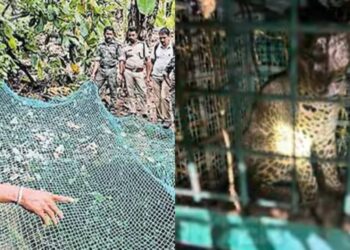 കോഴിക്കോട് കൂടരഞ്ഞിയില്‍ കിണറ്റില്‍ അകപ്പെട്ട പുലിയെ പിടികൂടി; പുലി ആരോഗ്യവാനെന്ന് വനംവകുപ്പ്