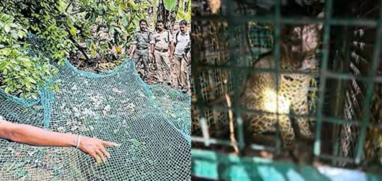 കോഴിക്കോട് കൂടരഞ്ഞിയില്‍ കിണറ്റില്‍ അകപ്പെട്ട പുലിയെ പിടികൂടി; പുലി ആരോഗ്യവാനെന്ന് വനംവകുപ്പ്