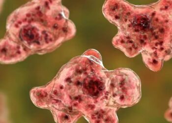 സംസ്ഥാനത്ത് ഒരാൾക്ക് കൂടി അമീബിക് മസ്തിഷ്ക ജ്വരം സ്ഥിരീകരിച്ചു; പാലക്കാട് സ്വദേശി ഗുരുതരാവസ്ഥയിൽ