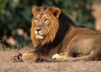 വണ്ടല്ലൂർ മൃഗശാലയിൽ സിംഹത്തെ കാണാനില്ല; സമീപപ്രദേശത്ത് പരിഭ്രാന്തി, തിരച്ചിലിന് ഡ്രോണുകളും