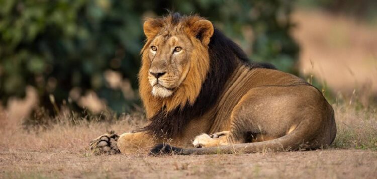 വണ്ടല്ലൂർ മൃഗശാലയിൽ സിംഹത്തെ കാണാനില്ല; സമീപപ്രദേശത്ത് പരിഭ്രാന്തി, തിരച്ചിലിന് ഡ്രോണുകളും