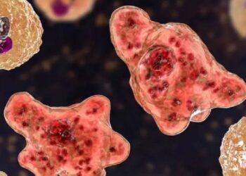 ഒഴിയാതെ ആശങ്ക; അഞ്ചുപേർക്ക് കൂടി അമീബിക് മസ്തിഷ്ക ജ്വരം, എല്ലാവരും തിരുവനന്തപുരം സ്വദേശികൾ