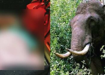 വീടിന് നേരെ കാട്ടാന ആക്രമണം; രക്ഷപ്പെടാനുള്ള ശ്രമത്തിനിടെ മുത്തശ്ശിക്കും രണ്ടര വയസുകാരിക്കും ദാരുണാന്ത്യം