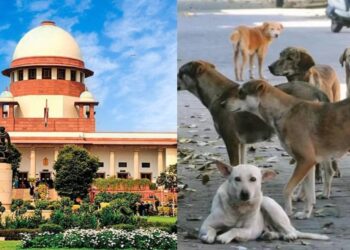 പൊതു ഇടങ്ങളില്‍ നിന്ന് തെരുവുനായ്ക്കളെ നീക്കണം’; സംസ്ഥാനങ്ങളോട് കടുപ്പിച്ച് സുപ്രീം കോടതി