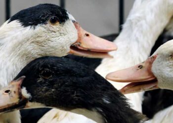 കുട്ടനാട്ടില്‍ പക്ഷിപ്പനി സ്ഥിരീകരിച്ചു