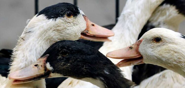 കുട്ടനാട്ടില്‍ പക്ഷിപ്പനി സ്ഥിരീകരിച്ചു