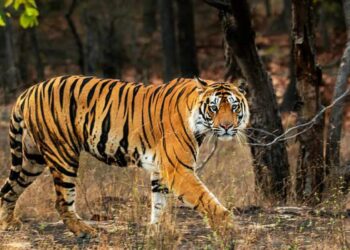 അട്ടപ്പാടിയിൽ കടുവ സെൻസസിനിടെ വനത്തിൽ കുടുങ്ങിയ സംഘം തിരിച്ചെത്തി