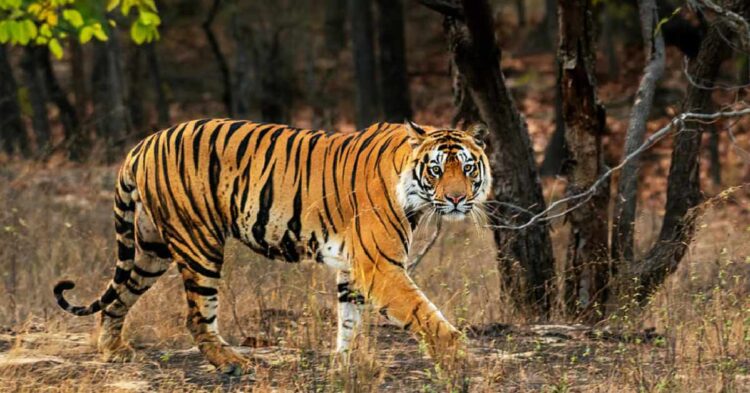 അട്ടപ്പാടിയിൽ കടുവ സെൻസസിനിടെ വനത്തിൽ കുടുങ്ങിയ സംഘം തിരിച്ചെത്തി