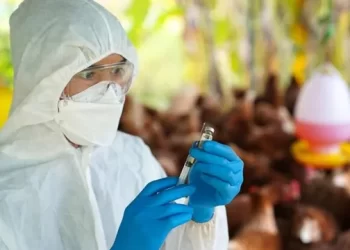 ആലപ്പുഴയിലും കോട്ടയത്തും പക്ഷിപ്പനി; പൊതുജനങ്ങൾ ജാഗ്രത പാലിക്കണമെന്ന് നിർദേശം