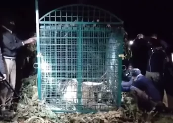 വയനാട്ടിൽ ആദിവാസി വയോധികനെ കൊന്ന നരഭോജി കടുവ കൂട്ടിലായി