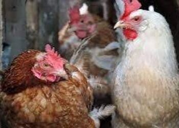 ആലപ്പുഴയില് പക്ഷിപ്പനി ഭീതി; സ്ഥിരീകരിച്ചത് നാല് പഞ്ചായത്തുകളില്