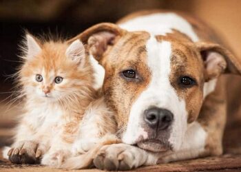 വളര്ത്തുമൃഗങ്ങളെ വഴിയില് ഉപേക്ഷിച്ചാല് ജയിലിലാകും, നിയമ ഭേദഗതിക്ക് സര്ക്കാര്