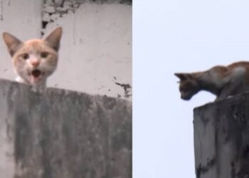 ഓപ്പറേഷന്‍ മ്യാവു’ വിജയം; കൊച്ചി മെട്രോ പില്ലറിൽ കുടുങ്ങിയ പൂച്ചയെ രക്ഷിച്ചു