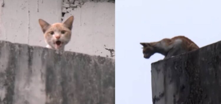 ഓപ്പറേഷന്‍ മ്യാവു’ വിജയം; കൊച്ചി മെട്രോ പില്ലറിൽ കുടുങ്ങിയ പൂച്ചയെ രക്ഷിച്ചു