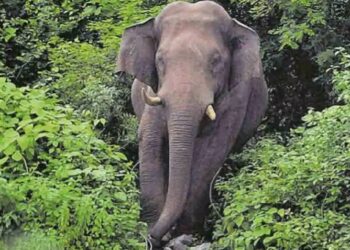 ഹോട്ടലിന് അകത്ത് കയറി ആക്രമിച്ച് കാട്ടാന, സാധനങ്ങള്‍ നശിപ്പിച്ചു; സംഭവം തൃശൂരില്‍