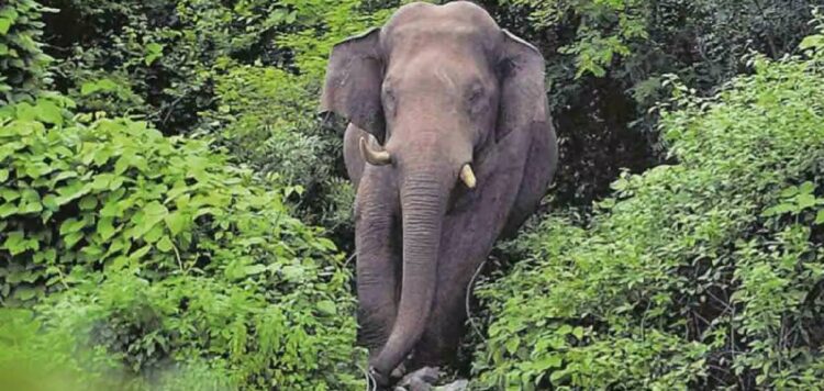 ഹോട്ടലിന് അകത്ത് കയറി ആക്രമിച്ച് കാട്ടാന, സാധനങ്ങള് നശിപ്പിച്ചു; സംഭവം തൃശൂരില്